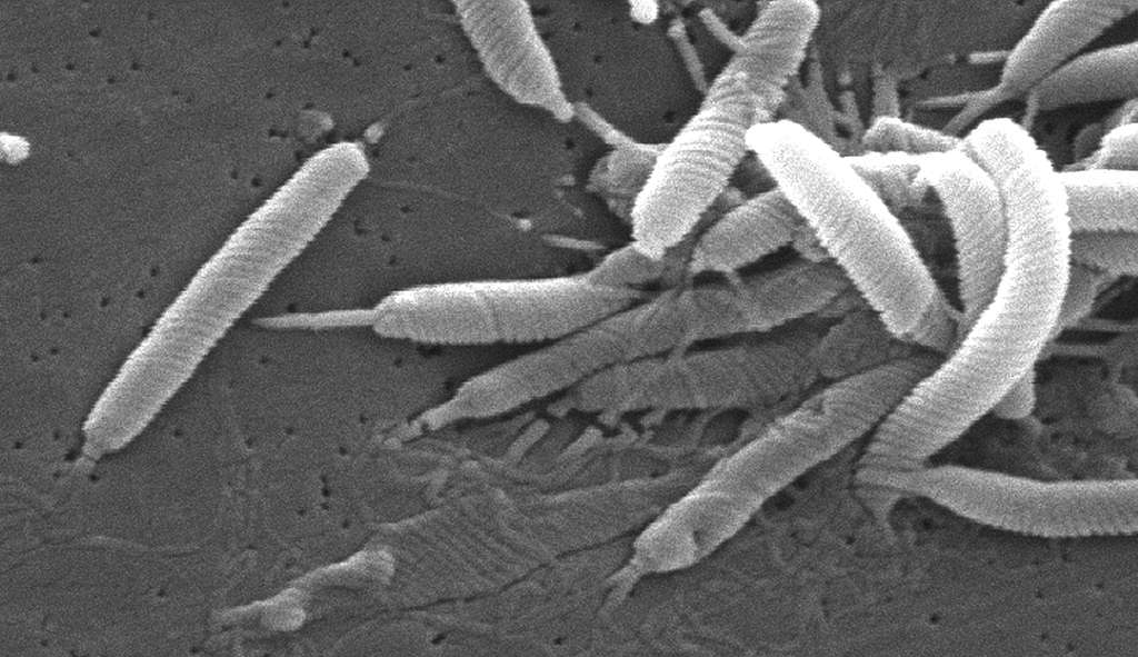 helicobacter Image